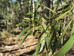 Acacia maidenii