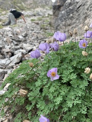 Paraquilegia microphylla