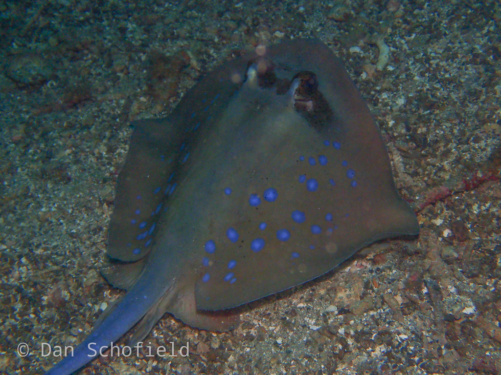 Blue-spotted maskray close up on the sea floor