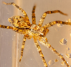 Tomopisthes horrendus