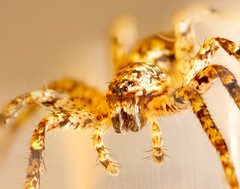 Tomopisthes horrendus