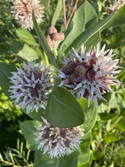 Asclepias speciosa