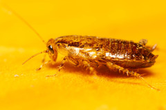 Austroectobius invunche