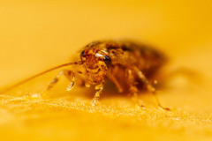 Austroectobius invunche