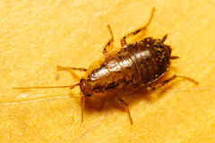 Austroectobius invunche