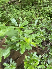 Rhododendron arborescens