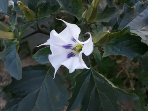 Datura stramonium image