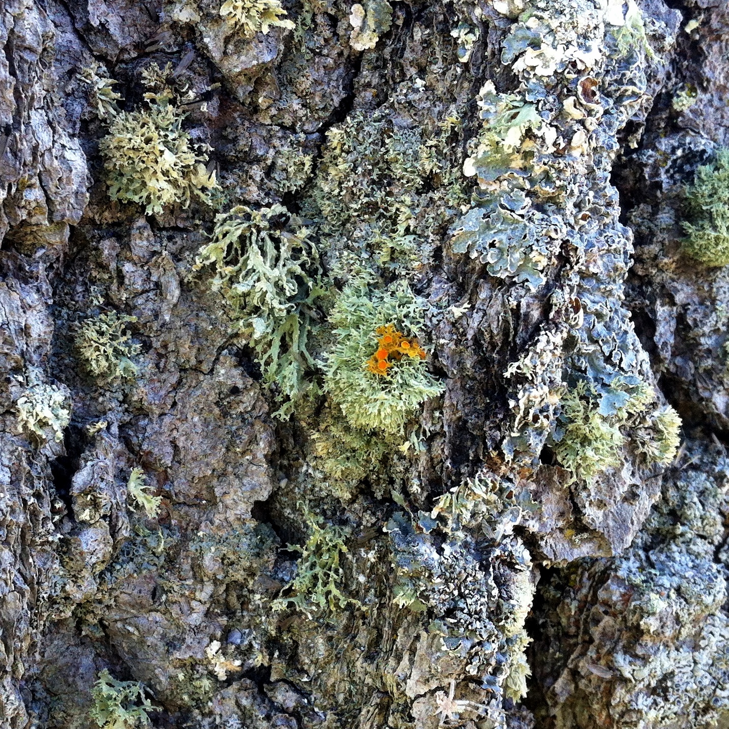 Teloschistes chrysophthalmus image