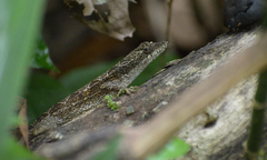 Anolis lemurinus