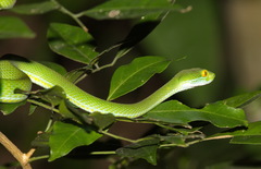 Trimeresurus macrops