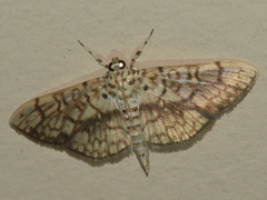 Haritalodes obliqualis
