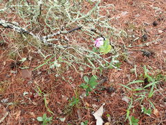 Catharanthus roseus image