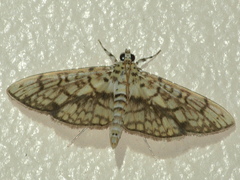 Haritalodes obliqualis