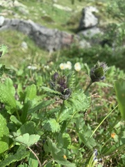 Dracocephalum grandiflorum