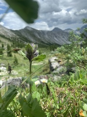 Dracocephalum grandiflorum