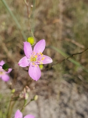 Phemeranthus rugospermus