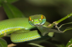 Trimeresurus macrops