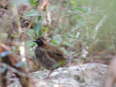 Formicarius moniliger