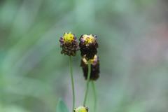 Trifolium spadiceum