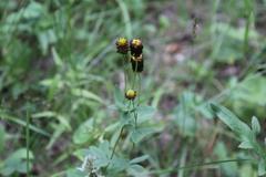 Trifolium spadiceum