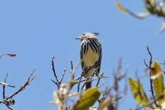 Anairetes flavirostris