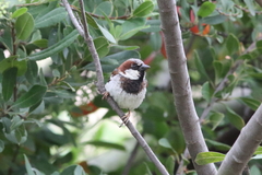Passer domesticus