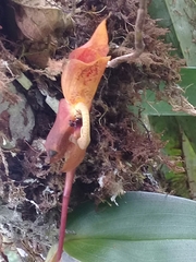 Maxillaria schlimii