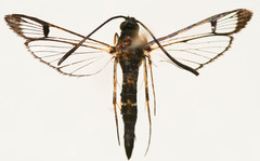 Synanthedon pyri