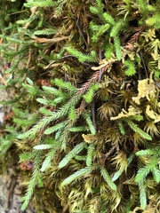 Selaginella wallacei
