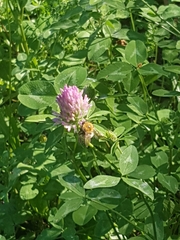 Trifolium pratense