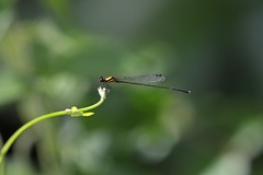 Prodasineura croconota