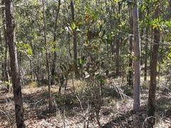Acacia complanata