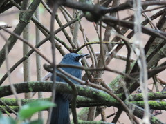 Melanotis hypoleucus