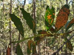 Acacia complanata
