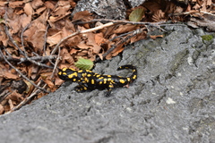 Salamandra corsica