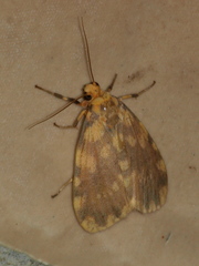 Miltochrista quadrilineata