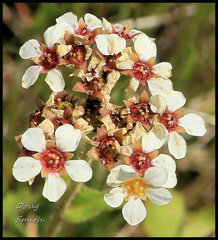 Micranthes occidentalis