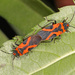 False Milkweed Bug - Photo (c) Judy Gallagher, some rights reserved (CC BY)