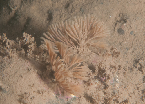 Representative image of Caberea