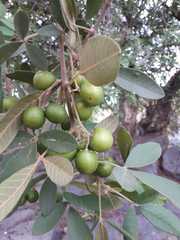 Elaeodendron