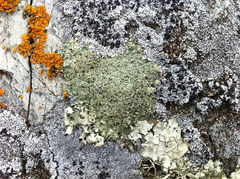 Rhizoplaca opiniconensis