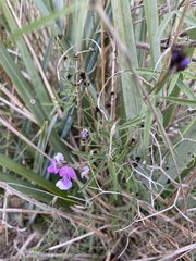 Glycine rubiginosa