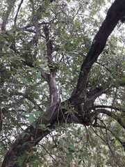 Elaeodendron