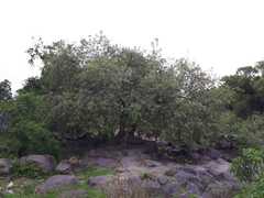 Elaeodendron