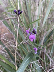 Glycine rubiginosa