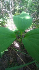Trillium petiolatum
