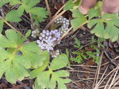 Hydrophyllum alpestre