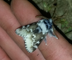 Podalia pedacia