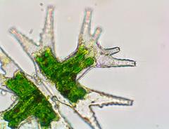 Micrasterias mahabuleshwarensis