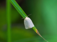 Aphelia
